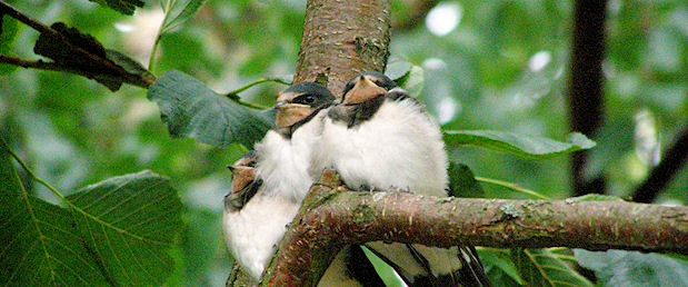 Saariston paaskynpojat.jpg